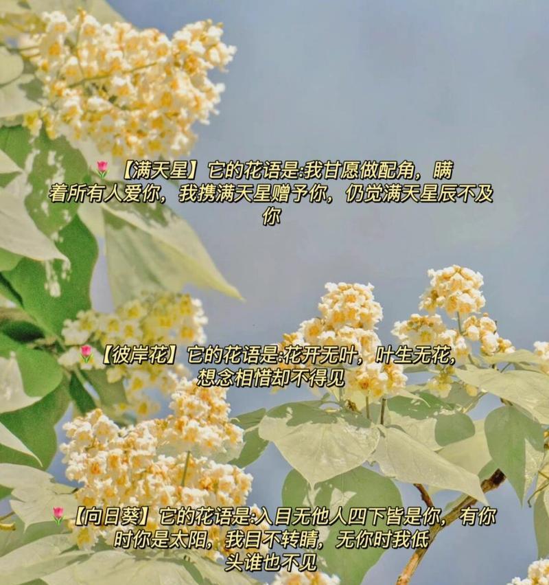 爱的凋零花语寓意何在？如何解读其情感表达？