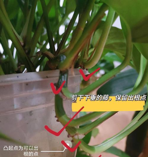 绿箩烂根后如何正确处理？