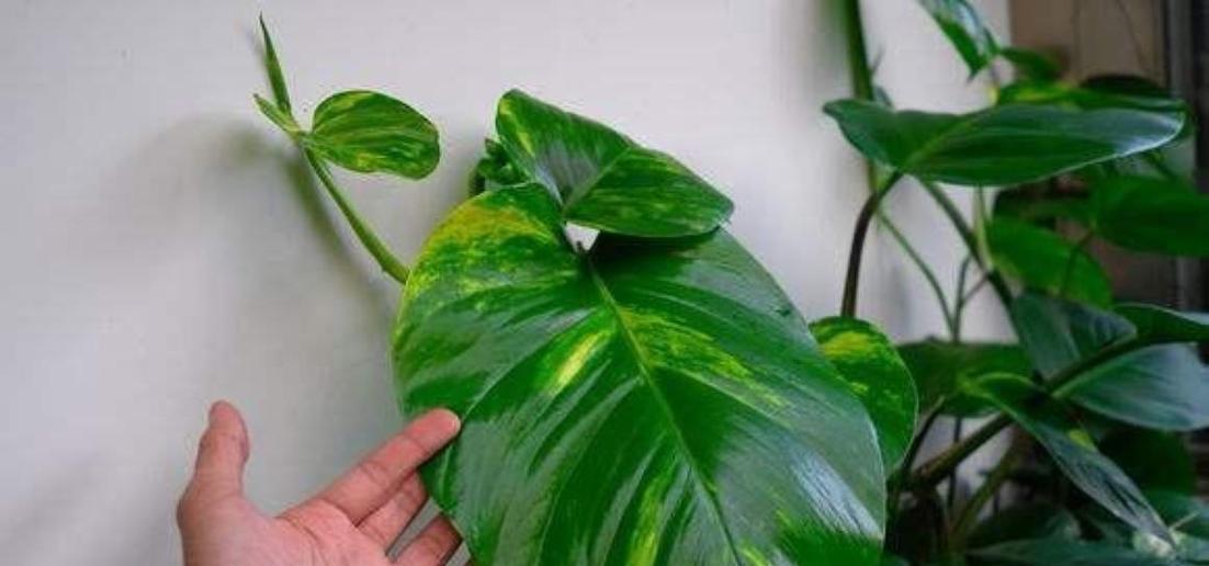 绿箩烂根后如何正确处理？