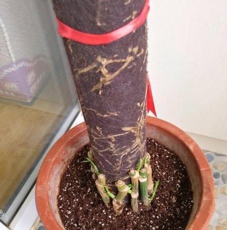绿箩烂根后如何正确处理？
