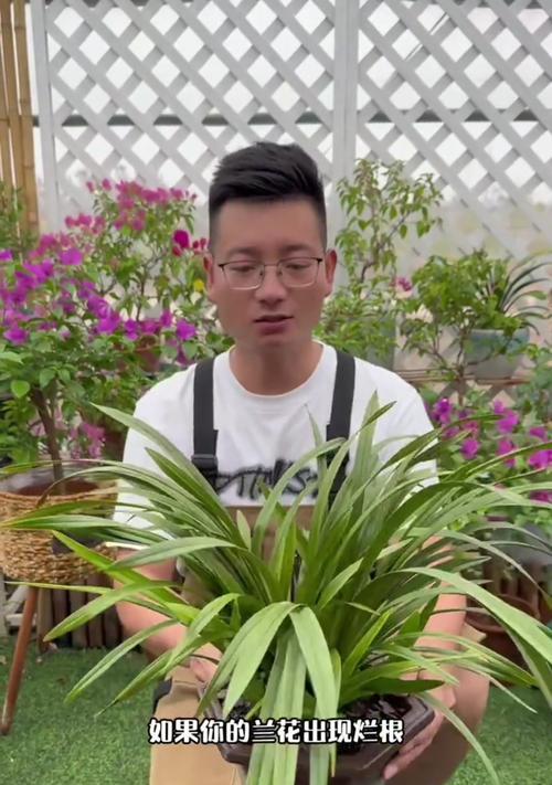 兰花枯萎后如何进行抢救？