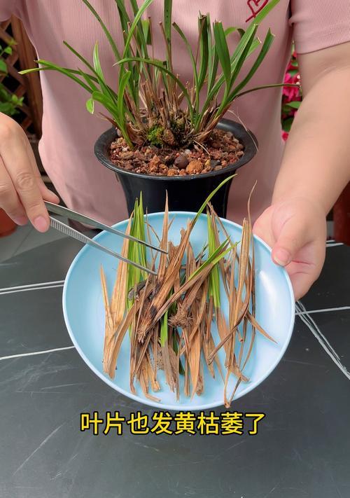 兰花枯萎后如何进行抢救？