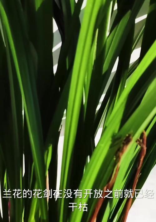 兰花枯萎后如何进行抢救？