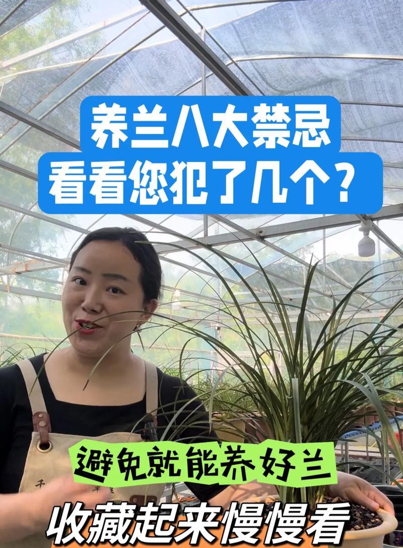 对兰的养护方法和注意事项有哪些？