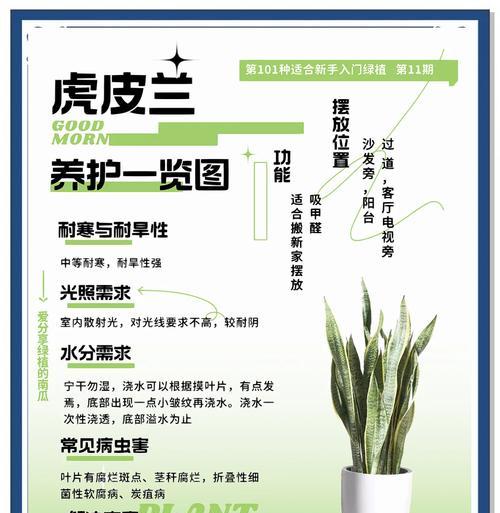 对兰的养护方法和注意事项有哪些？