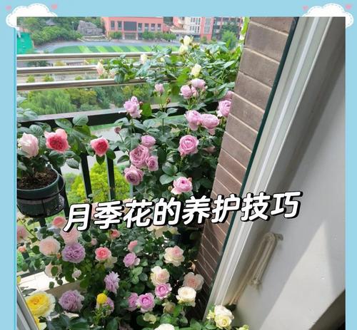 露草的养殖方法有哪些？露草需要多久浇水一次？