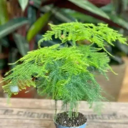 露草的养殖方法有哪些？露草需要多久浇水一次？