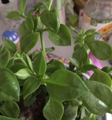 露草的养殖方法有哪些？露草需要多久浇水一次？