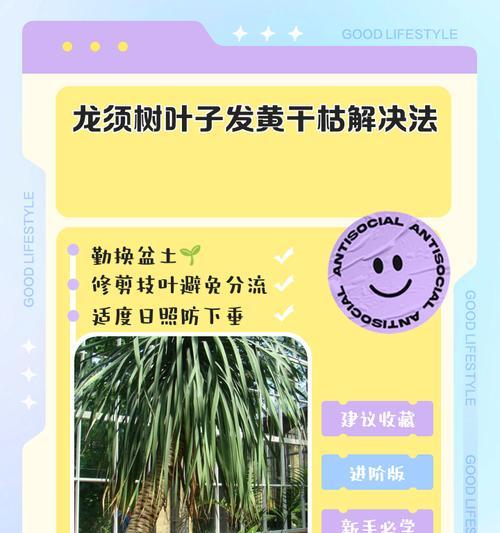 龙血树叶子干枯的处理方法是什么？