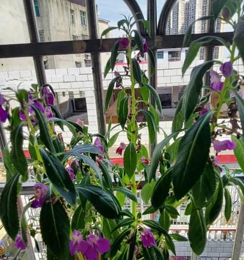 凤仙花茎的特点是什么？如何利用这些特点进行养护？