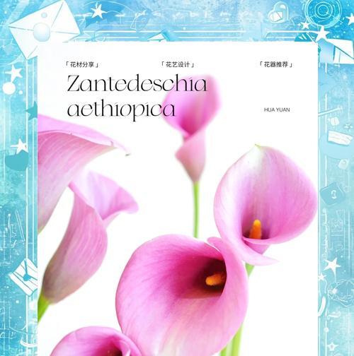 马蹄莲的花语有哪些含义？