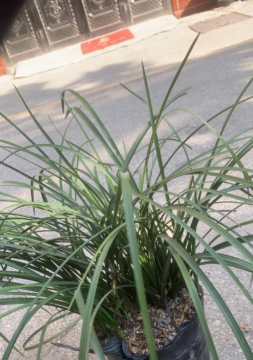 兰花的施肥技巧是什么？哪种肥料最适合兰花？