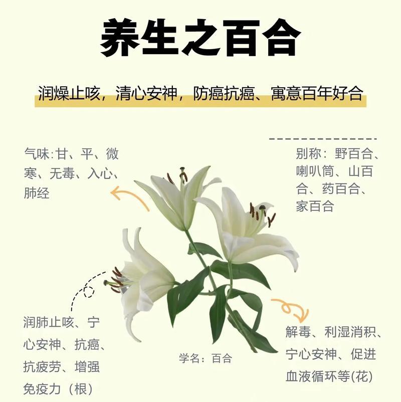 白合花语在网络用语中代表什么？它的真实含义是什么？