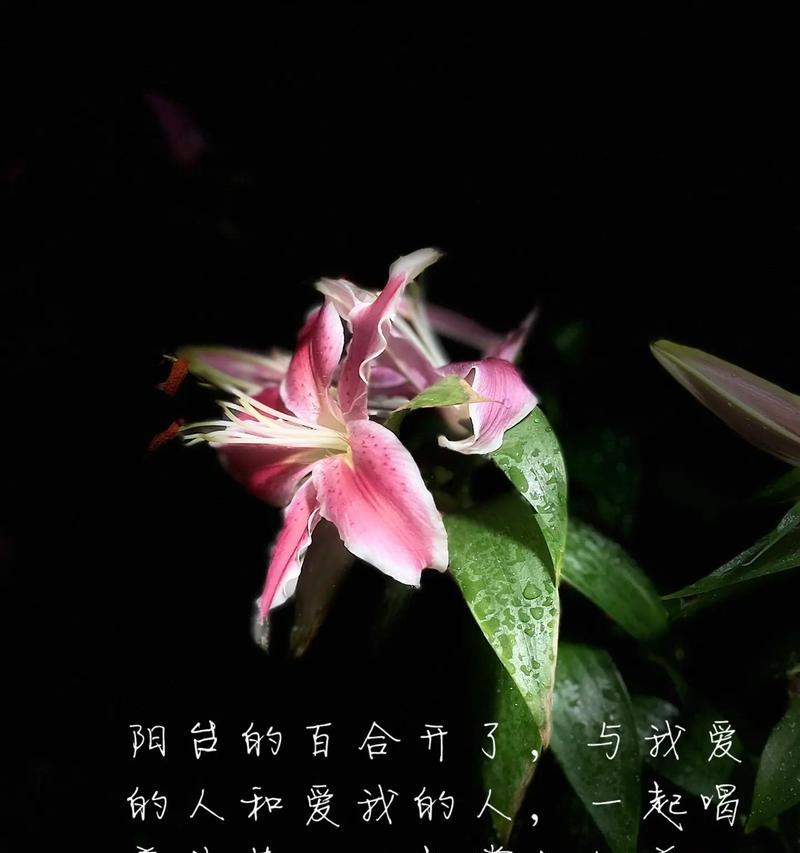 白合花语在网络用语中代表什么？它的真实含义是什么？