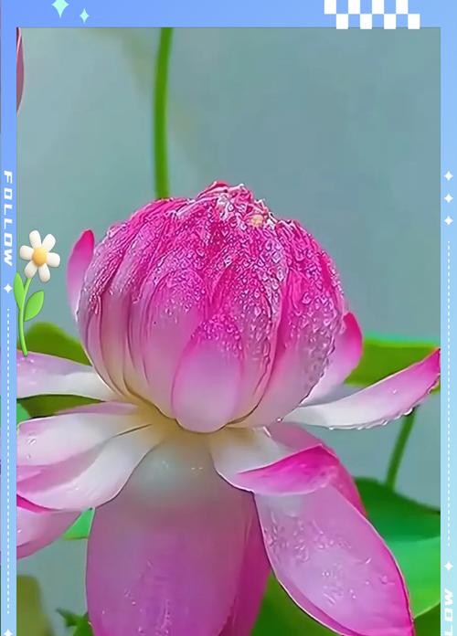 碗莲不开花是什么原因？如何解决碗莲不开花的问题？
