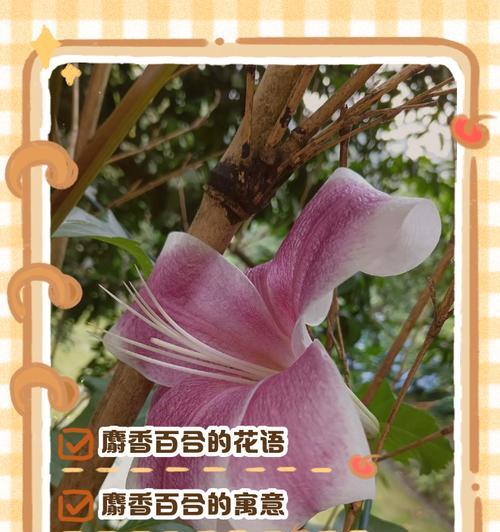 白合花语在网络用语中代表什么？它的真实含义是什么？