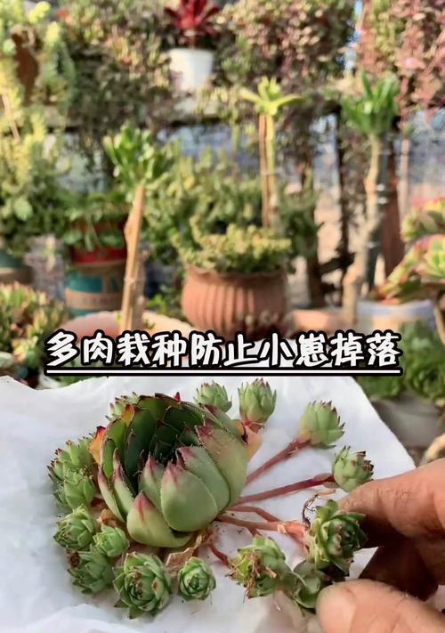 观音莲烂根了怎么办？观音莲烂根的处理方法和预防措施是什么？