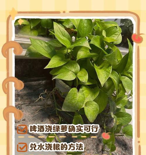 绿萝浇水的最佳水质是什么？怎样浇水才能促进其健康生长？