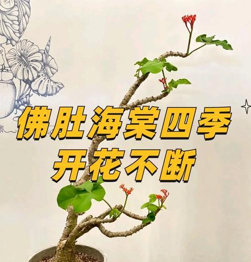 海棠花不开花的原因是什么？如何促进开花？
