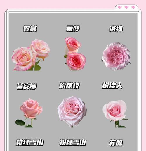 水波中玫瑰的花语有何深意？