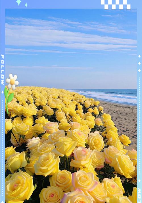 水波中玫瑰的花语有何深意？