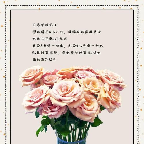 水波中玫瑰的花语有何深意？