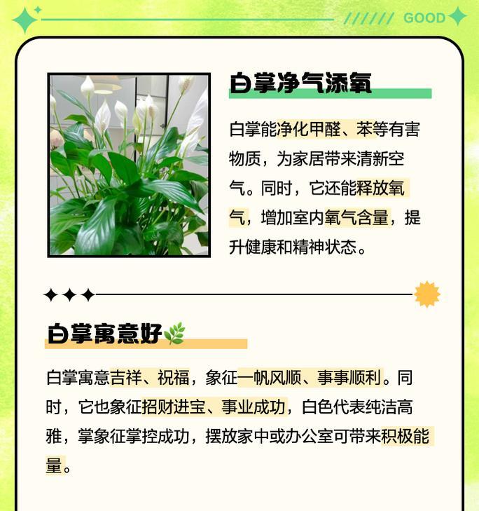 白掌的施肥技巧是什么？如何选择适合白掌的肥料？