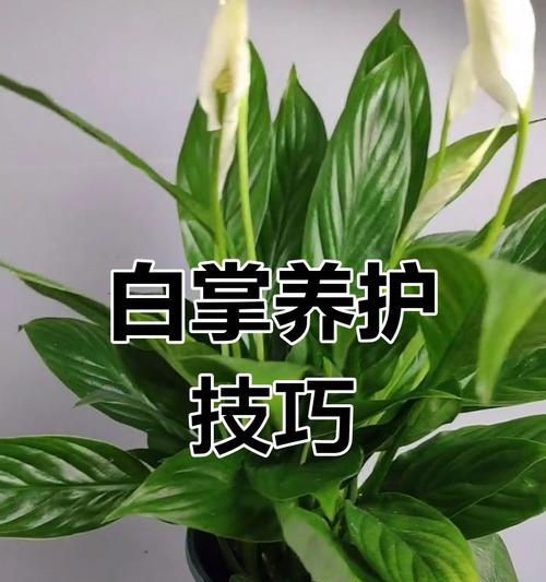 白掌的施肥技巧是什么？如何选择适合白掌的肥料？