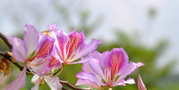 碧梅紫红的花语有何特别之处？它象征着什么？