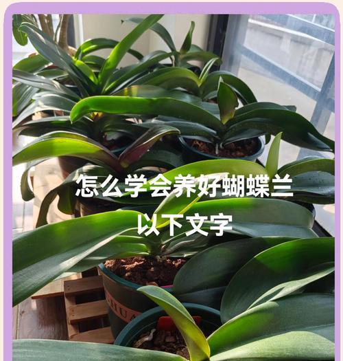 蝴蝶兰开花的季节和养护要点是什么？
