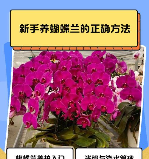 蝴蝶兰开花的季节和养护要点是什么？