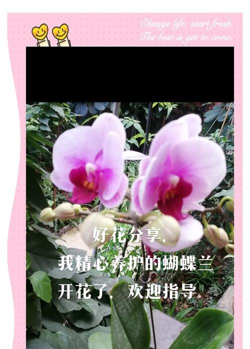 蝴蝶兰开花的季节和养护要点是什么？