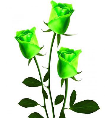 玫瑰花的花语绿色是什么？绿色玫瑰有何特殊含义？