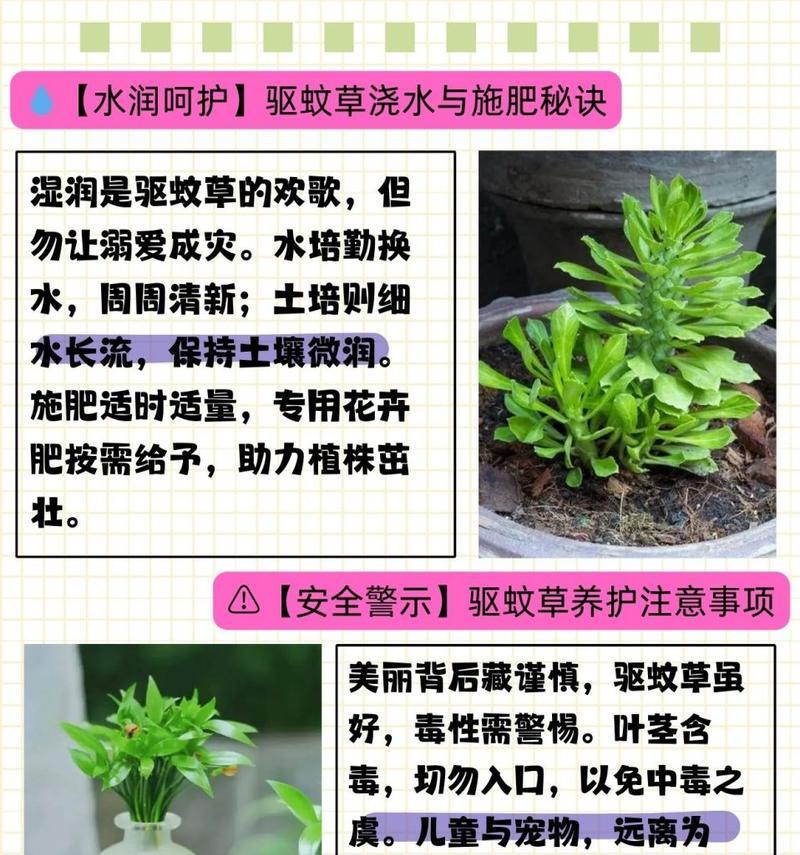 驱蚊树怎么养？有哪些有效的养护技巧？