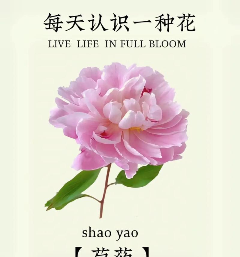 芍药的花语是什么？为何说可惜你不懂？