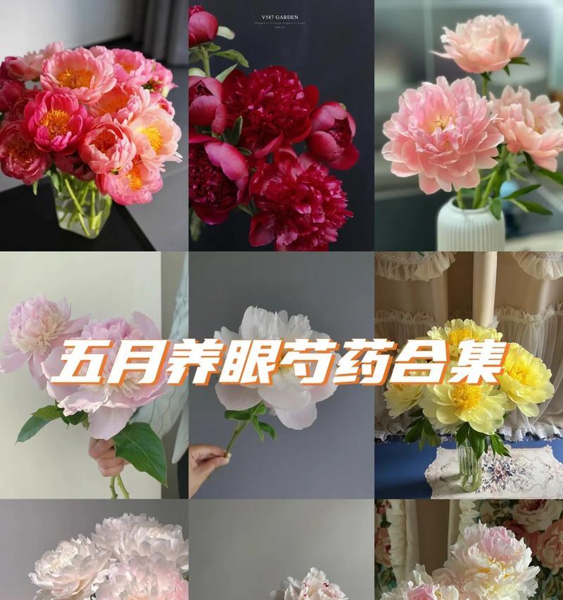 芍药的花语是什么？为何说可惜你不懂？