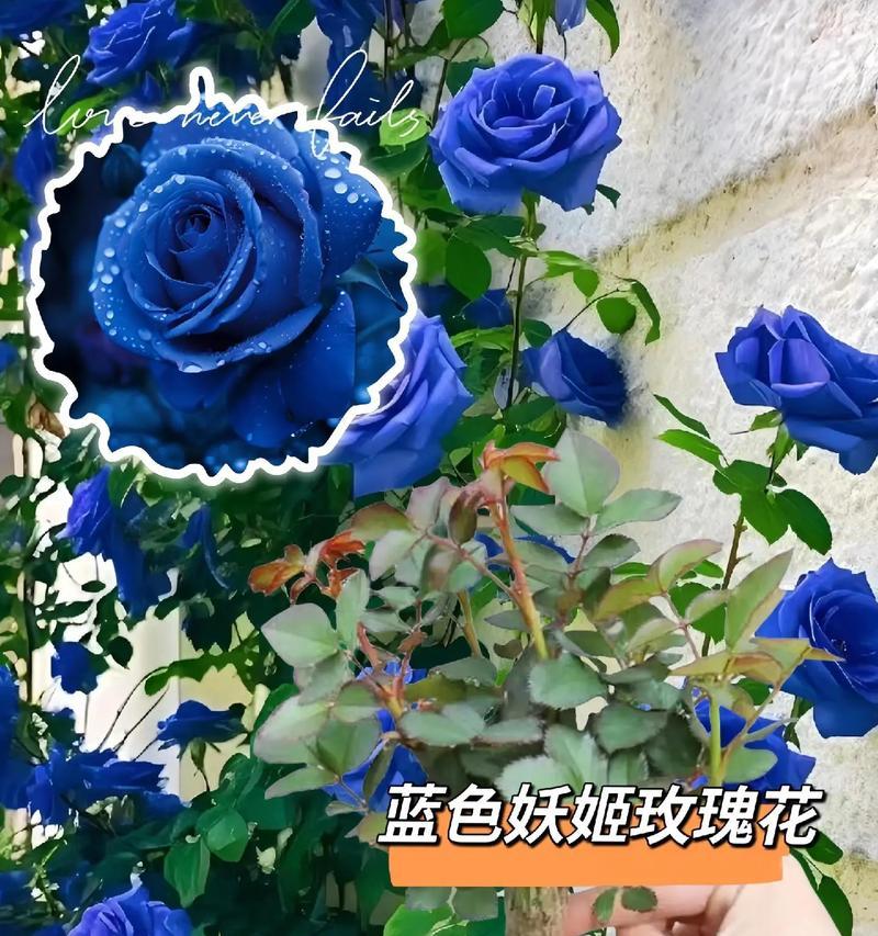 蓝色妖姬这种花的花语是什么？它有何特别的含义？