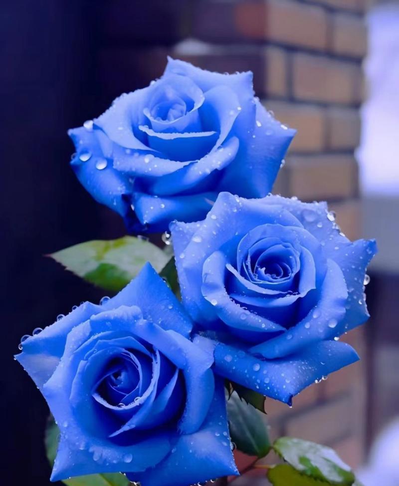蓝色妖姬这种花的花语是什么？它有何特别的含义？