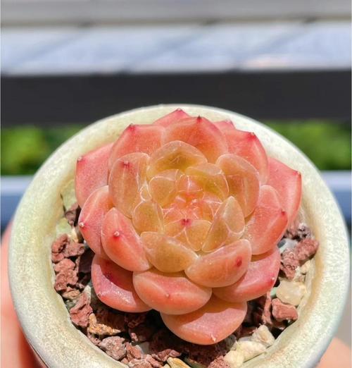 夏季适合种植哪些多肉植物？它们的养护要点是什么？
