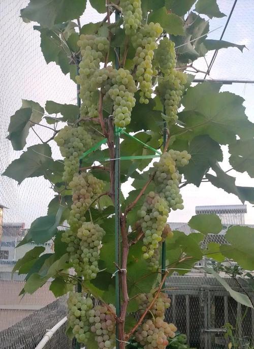 盆栽葡萄产量低怎么办？如何提高果实数量？