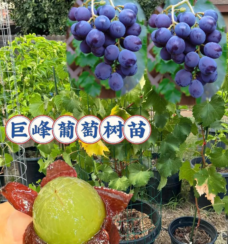 盆栽葡萄产量低怎么办？如何提高果实数量？