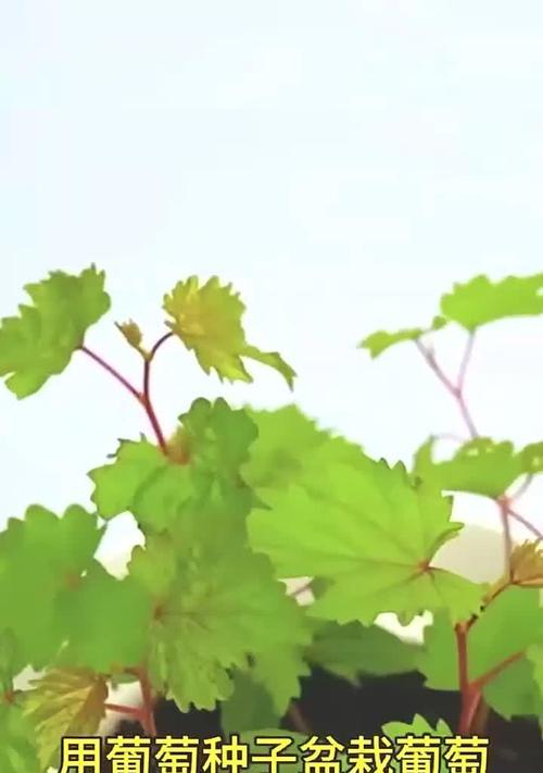 盆栽葡萄产量低怎么办？如何提高果实数量？