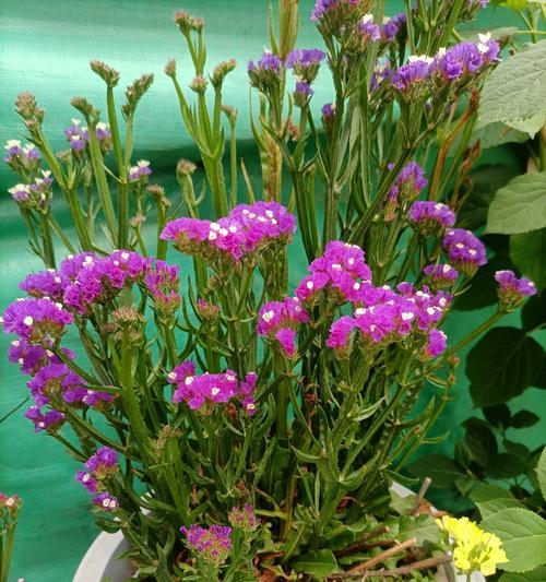 勿忘我的花语是什么意思？勿忘我花代表了什么？