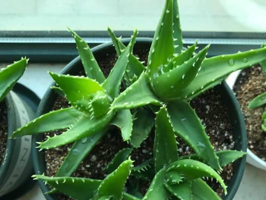 芦荟养殖需要注意哪些事项？怎样才能养出健康芦荟？