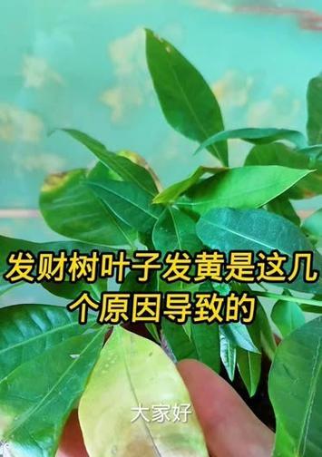 金钱树黄叶是什么原因？