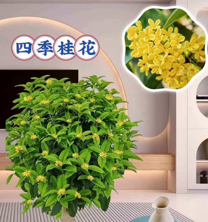 桂花手镯的花语和寓意是什么？桂花手镯代表了哪些美好？