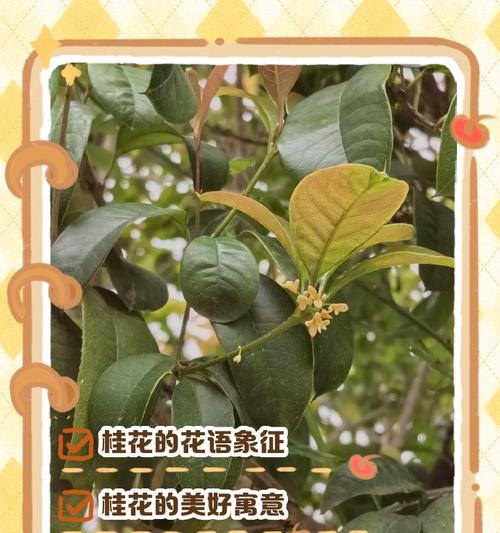 桂花手镯的花语和寓意是什么？桂花手镯代表了哪些美好？