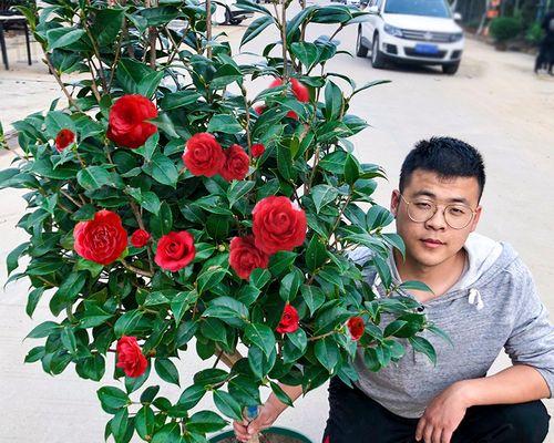 茶花适合哪种盆栽？