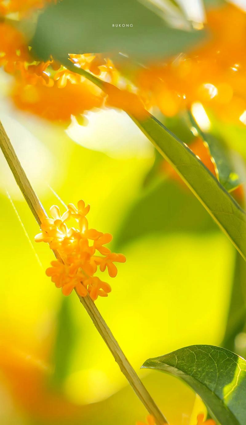 桂花手镯的花语和寓意是什么？桂花手镯代表了哪些美好？