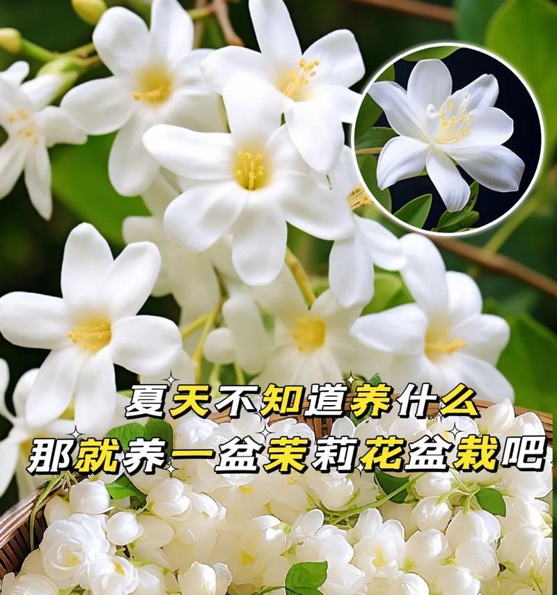 表达纯洁爱意的花语是什么？